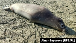 Мертвый тюлень. Тупкараганский район, Мангистауская область, 9 ноября 2024 года. Фото из архива Радио Свобода