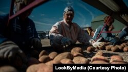 Сбор урожая картофеля в Беларуси